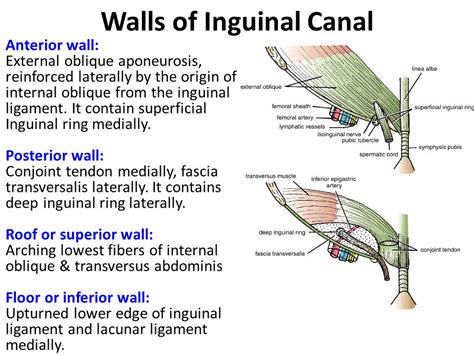 inguinal canal walls